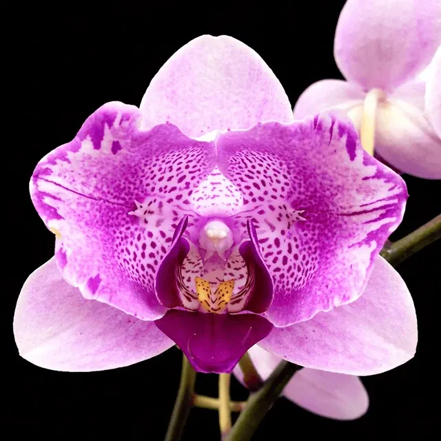 Phalaenopsis Miki Ice Cube