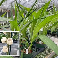Peristeria elata x sib (6.5" pot) - Not Blooming