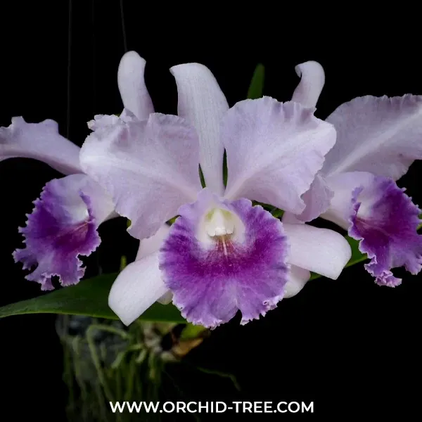 Cattleya Jairak Breeze (Cattleya)