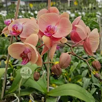 Phalaenopsis Orchid Midsummer Night Mature Plant With Bud/Flower