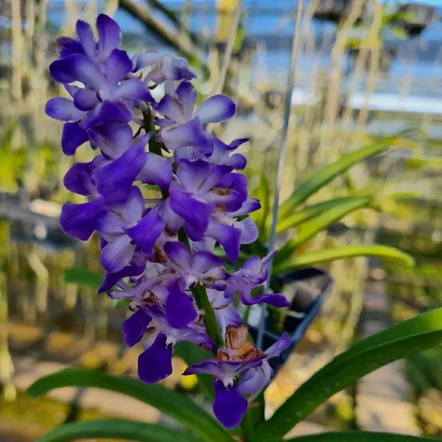 Rhynchostylis coelestis 'Blue' (Rhynchostylis)