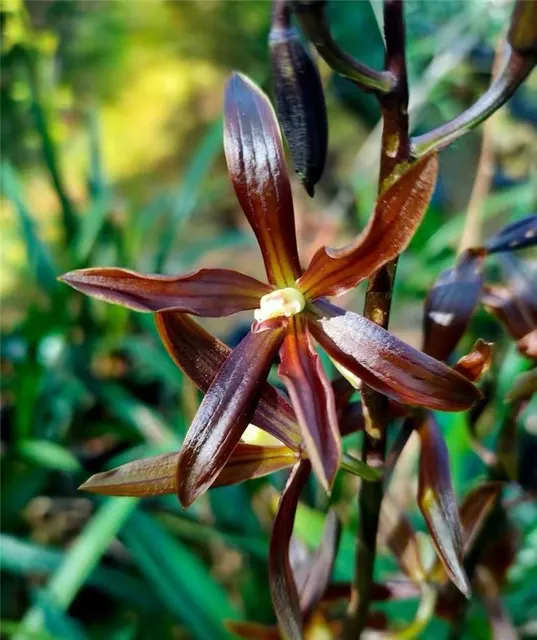 Cymbidium sinense 'Hei Mei Gui' (Cymbidium)