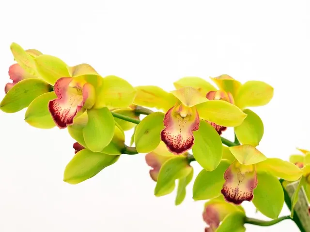 Cymbidium Gigi Verde (Cymbidium)