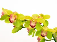 Cymbidium Gigi verde (medium)