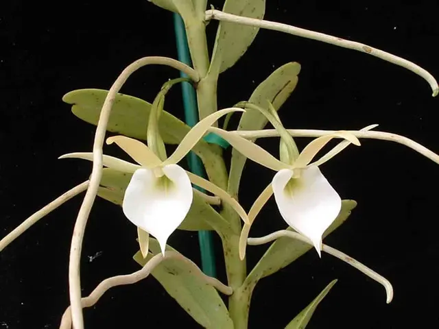 Angraecum birrimense (Angraecum)
