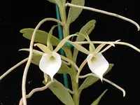 Angraecum birrimense — Cal-Orchid Inc.