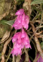 Dendrobium limpidum