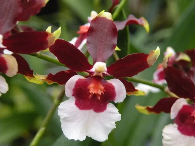 Oncidium Hula Halau 'Volcano Splendor'