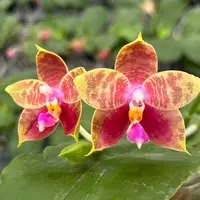 Phalaenopsis Guadalupe Pineda 'Yaphon' 2.5" Fragrant