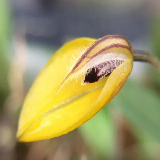 Bulbophyllum chrysotes from