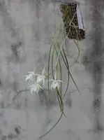 Whip-leafed Brassavola (Brassavola flagellaris)