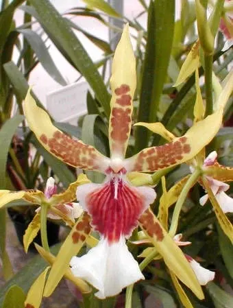 Miltonia VANESSA BAUMANN