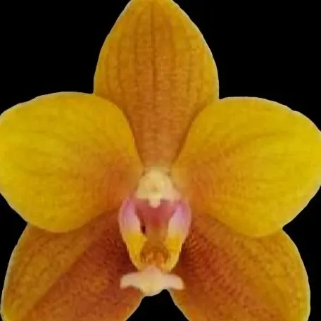 Phalaenopsis DO Citrus