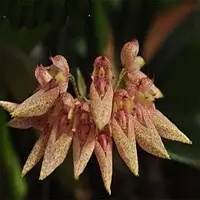 Bulbophyllum dentiferum sp.