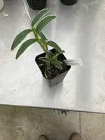 Dendrobium monilforme (variegated)