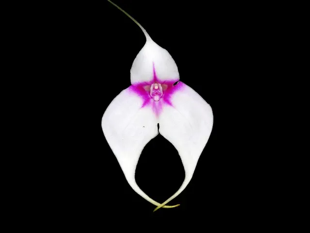 Masdevallia Crystal Follansbee (Masdevallia)