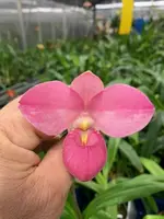 Phragmipedium Memoria Mariza Rolando (kovachii x Hanne Popow)