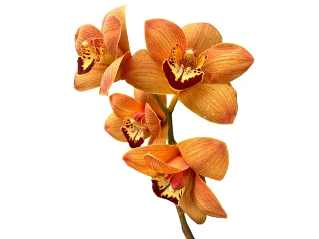 Cymbidium Uluru 'Sunset' (Cymbidium)