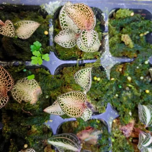 Anoectochilus roxburghii 'Gold' (Anoectochilus)