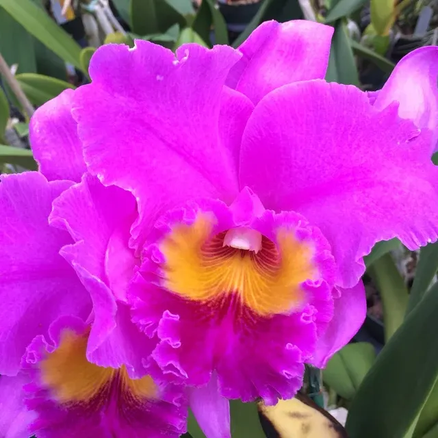 Rhyncholaeliocattleya Volcano Empress - Buds 'Volcano Queen'