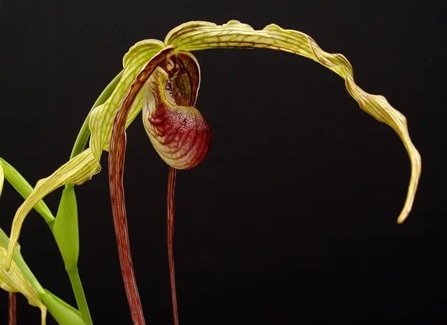 Phragmipedium humboldtii (Phragmipedium)