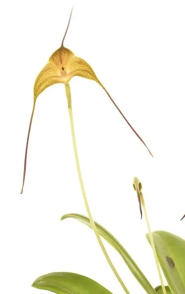 Masdevallia triangularis