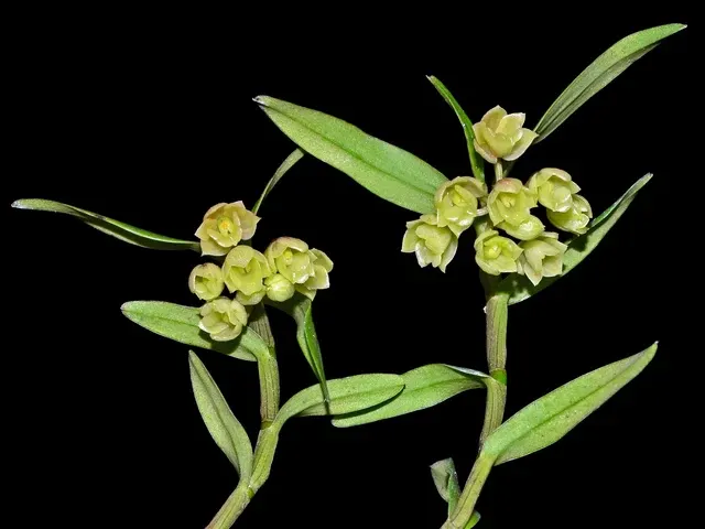 Epidendrum globiflorum (Epidendrum)