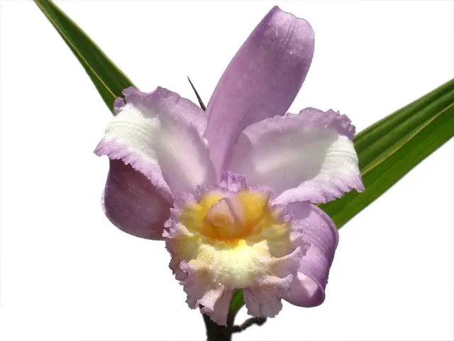 Sobralia violacea (Sobralia)