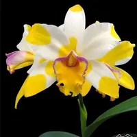 Rlc. Kyle 'Heart of Gold' HCC/AOS - flori parfumate