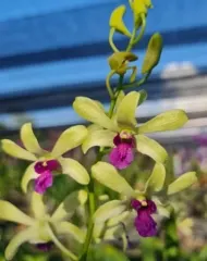 Dendrobium Uthai Green (Dendrobium)