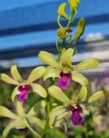 Individual Orchid - Dendrobium - Uthai Green