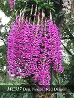 Den. Nestor 'Red Dragon , Note: Delightful Fragrance ' (parishii x superbum)