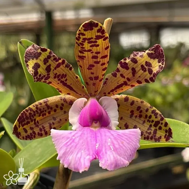 Cattleya aclandiae aurea