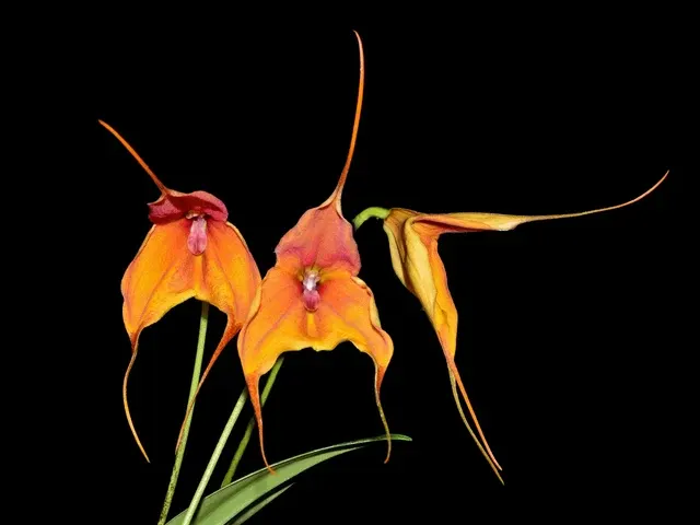 Dracuvallia Lucifer (Dracuvallia)