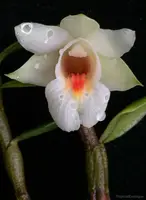 Dendrobium sinense