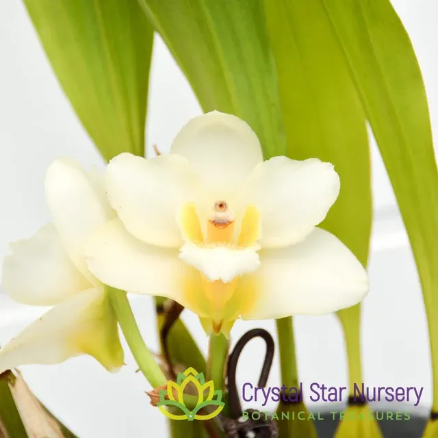 Bifrenaria Harrisoniae Alba (Bifrenaria)