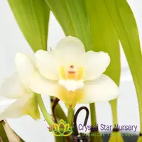 Bifrenaria Harrisoniae Alba