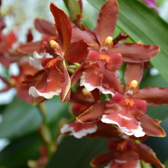Oncidium Hilo Firecracker 'New Year' (Oncidium)