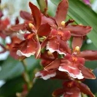 Orchid Oncidium Onc Hilo Firecracker 'New Year' Live Mature Plant