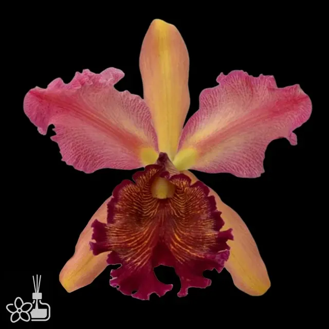 Cattleya dowiana f. rosita