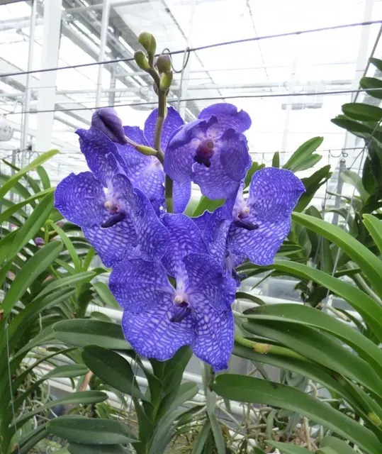 Vanda Blue Magic SS1 (Vanda)