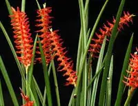 Dendrochilum wenzelii — var. Hoaka Yellow