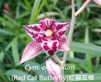 Cym. ensifolium 'Red Cat Butterfly' (CYMES3) ( - - ensifolium )