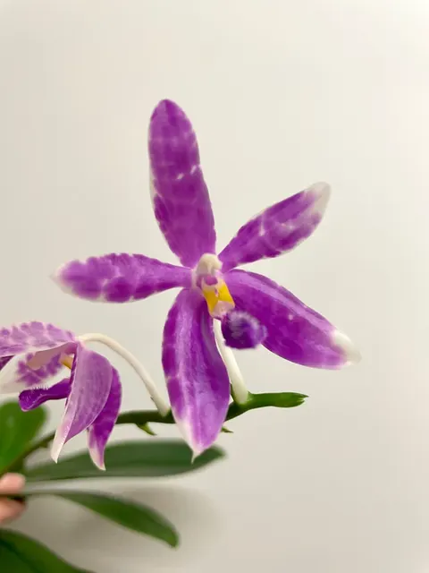 Phalaenopsis Alberla