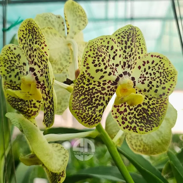 Vanda Varut Leopard x Kulvadee Fragrant (Vanda)