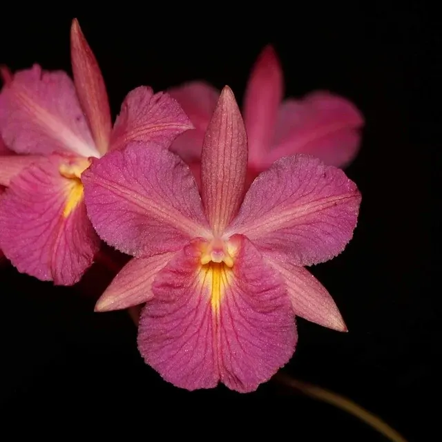 Broughtonia sanguinea