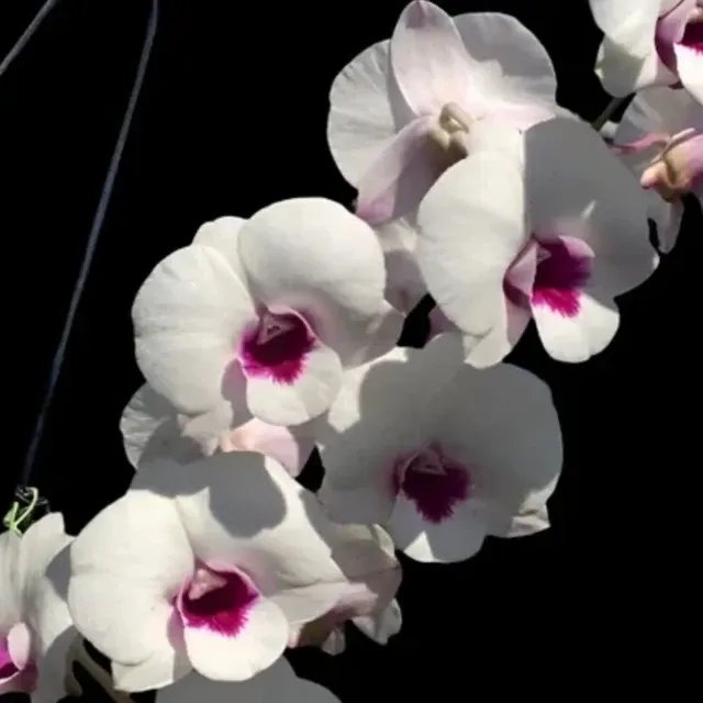 Dendrobium Glory White × Sirrirattana (Dendrobium)