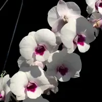 Dendrobium Glory White x Sirrirattana