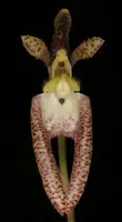 Bulbophyllum lasiochilum