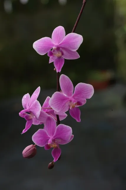 Phalaenopsis Veitchiana (Phalaenopsis)